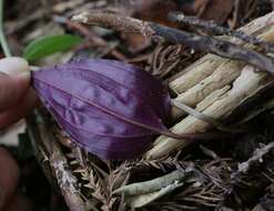 Tipularia japonica Matsum. resmi