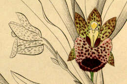 Image of Kefersteinia graminea (Lindl.) Rchb. fil.