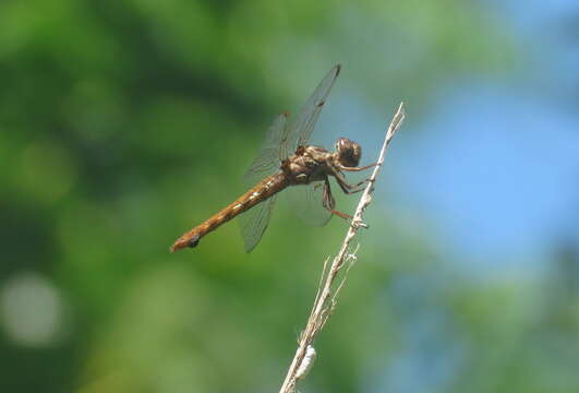 Image of Orthemis nodiplaga Karsch 1891