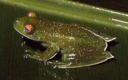 Image of Bocaina tree frog