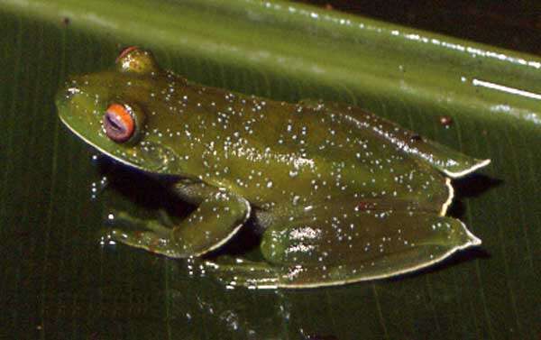 Image de Aplastodiscus albosignatus (Lutz & Lutz 1938)