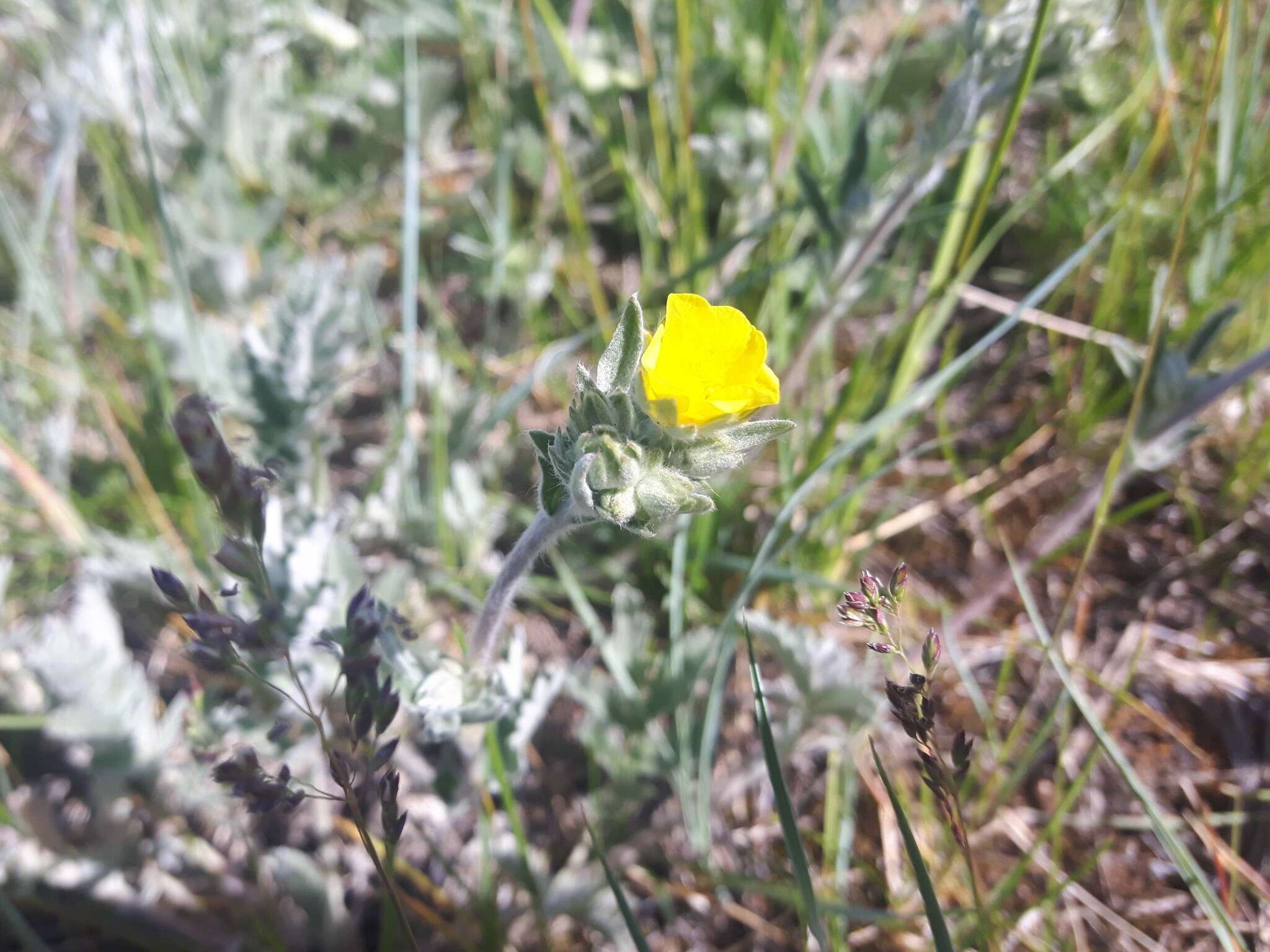 Image of woolly cinquefoil