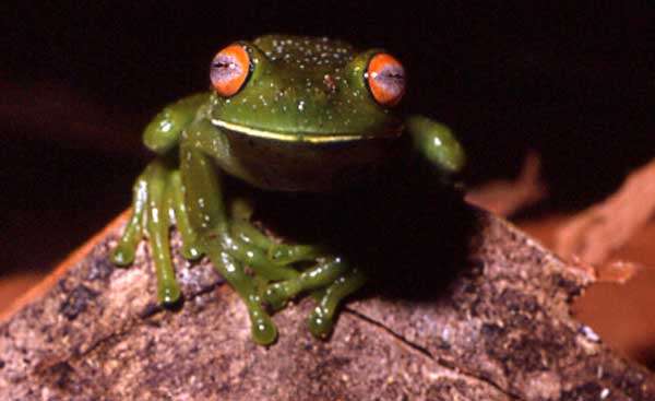 Image of Bocaina tree frog