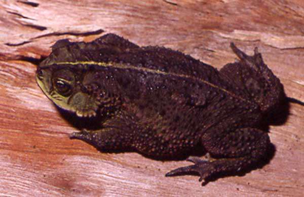 Image of Rhinella fernandezae (Gallardo 1957)