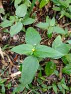 Calyptocarpus brasiliensis (Nees & Mart.) B. L. Turner resmi