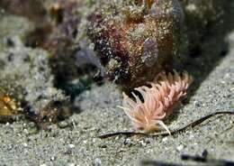 Image of coral nudibranch