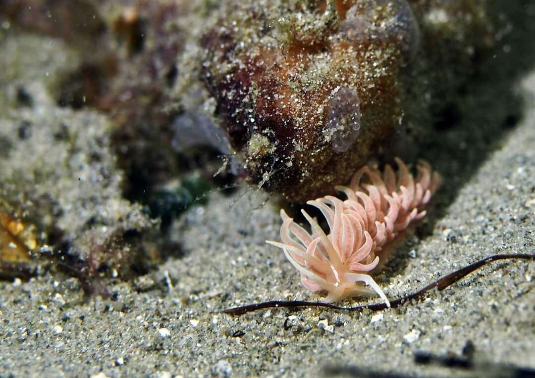 Image of coral nudibranch