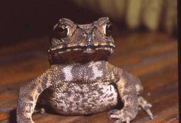 Image of Asian black-spined toad