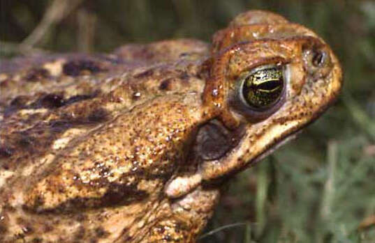 Image of Cururu Toad