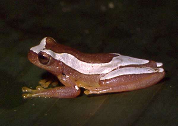 Image of Dendropsophus elegans (Wied-Neuwied 1824)