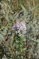 Plancia ëd Galatella sedifolia (L.) Greuter