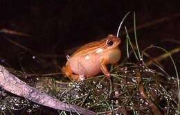 Image of Lesser Treefrog