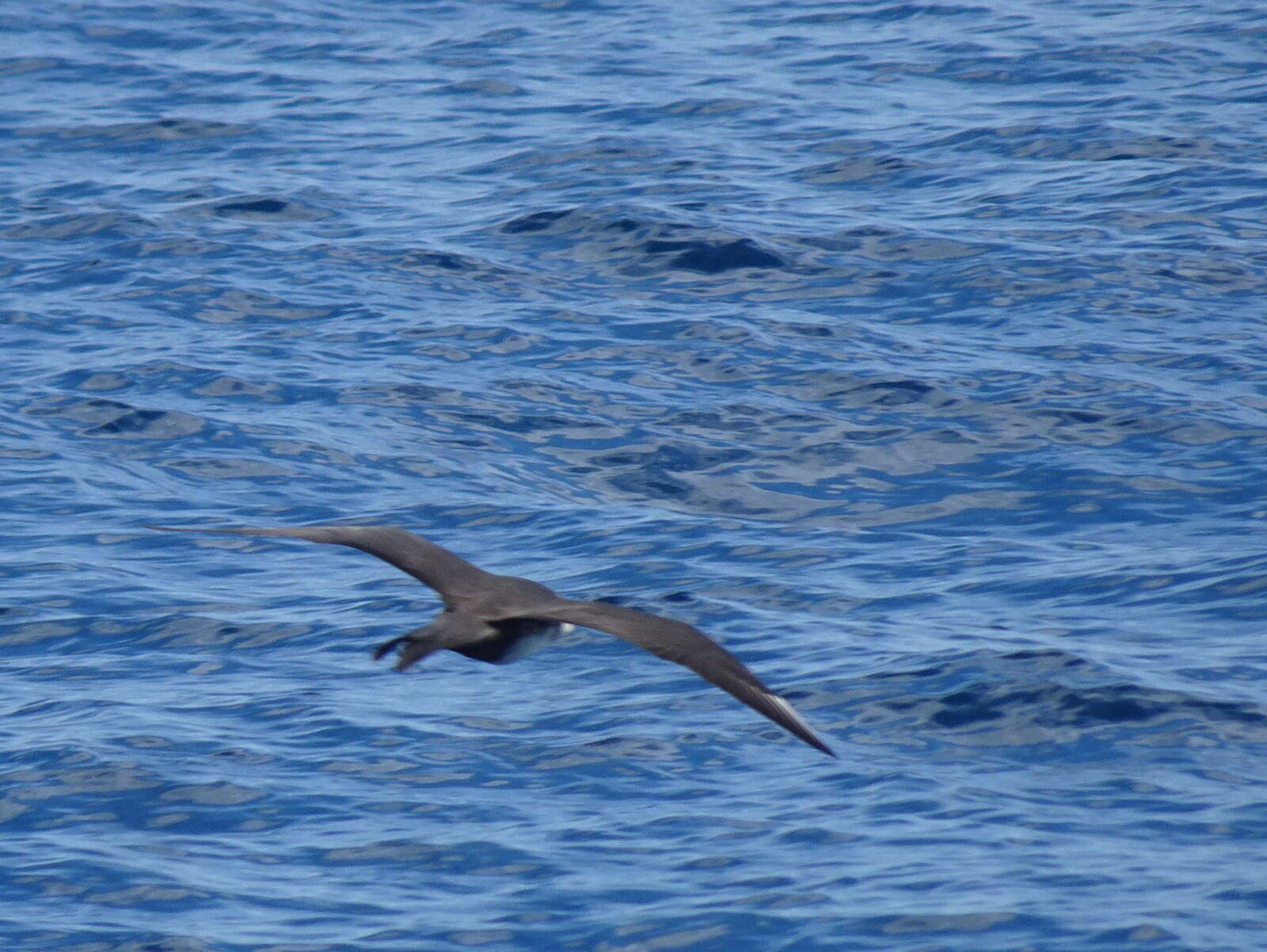 Image of Pomarine Jaeger