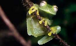 Image of Humboldt's Glass Frog