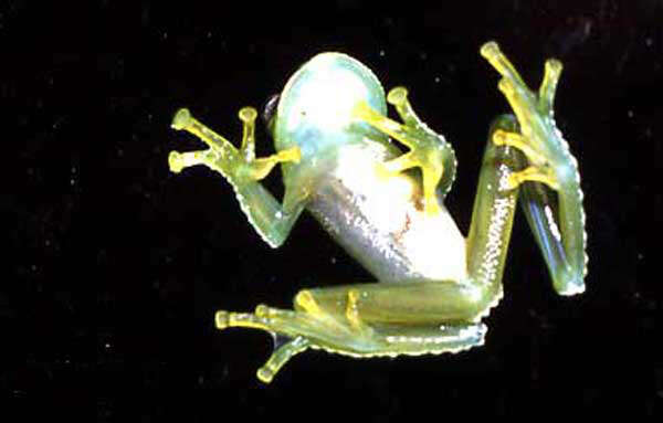 Image of Humboldt's Glass Frog