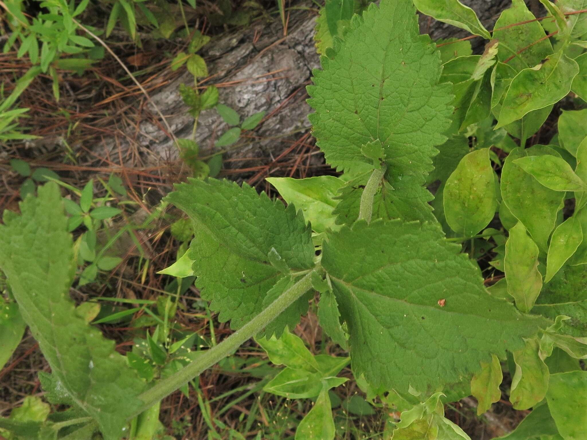 Eupatorium cordigerum (Fern.) Fern.的圖片