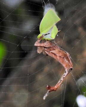 Image of Arachnura scorpionoides Vinson 1863