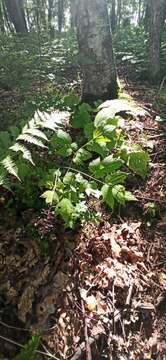 Image of Actaea spicata var. acuminata (Wall. ex Royle) Hara