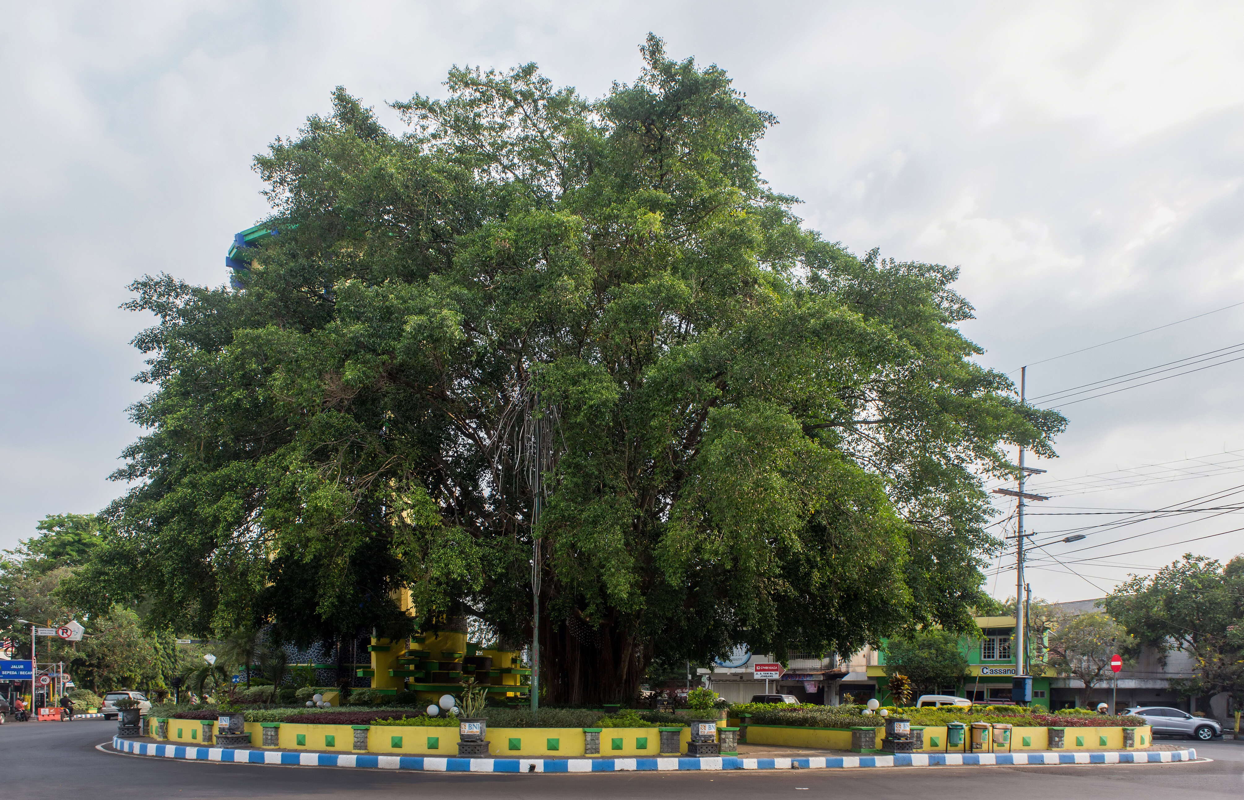 Imagem de Ficus benjamina L.