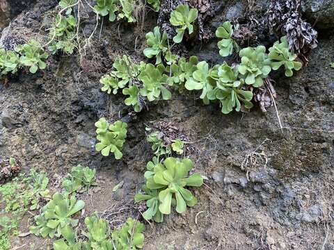 Image of Aeonium canariense subsp. virgineum (Webb) Bañares