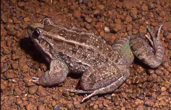 Image of Leptodactylus chaquensis Cei 1950
