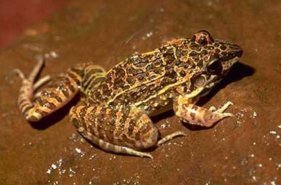 Image of rufous frog