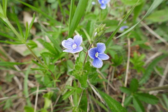 Image of Veronica vindobonensis (M. Fisch.) M. Fisch.