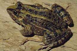 Image of Criolla Frog