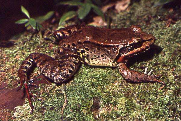 Слика од Leptodactylus riveroi Heyer & Pyburn 1983