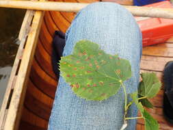 Image of Contarinia verrucicola (Osten Sacken 1875)