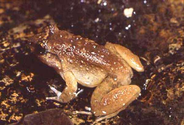 Image of Koh Chang Frog
