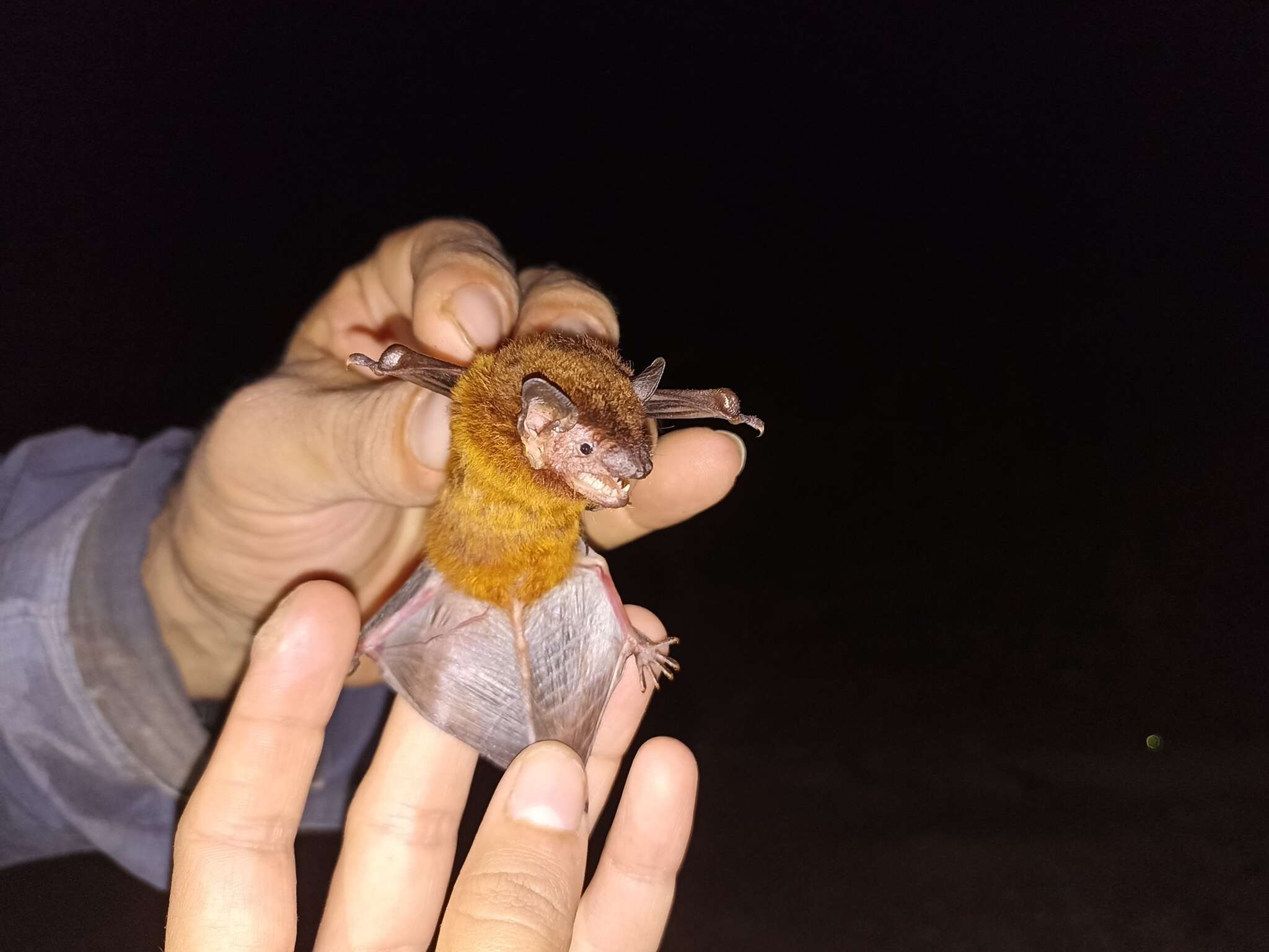 Image of Argentine Brown Bat