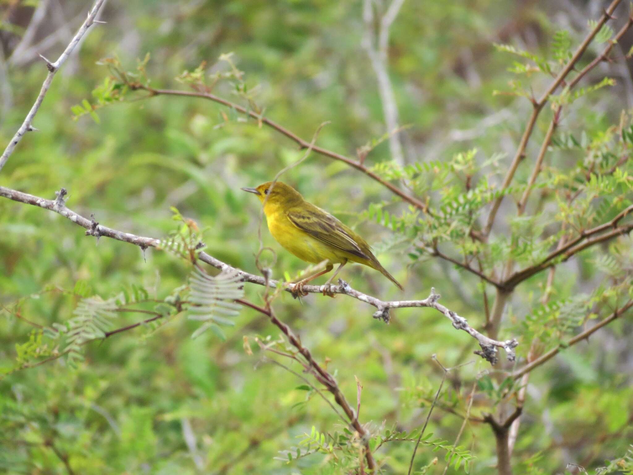 Imagem de Setophaga petechia aureola (Gould 1839)