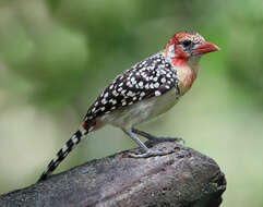 Image of Red-and-yellow Barbet