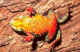 Image of Brazilian red-belly toad