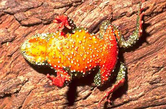 Image of Brazilian red-belly toad