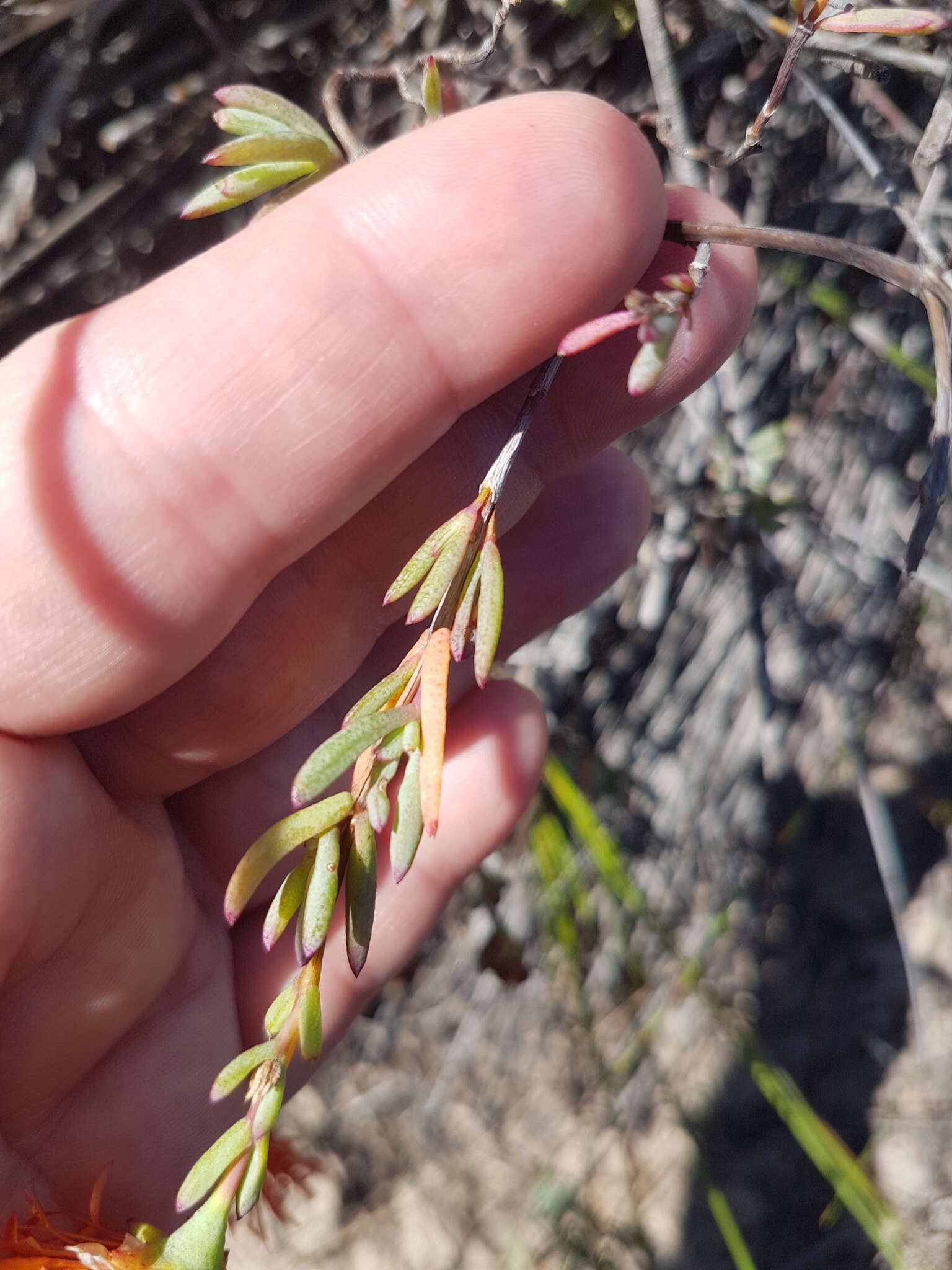 Image of Lampranthus stenopetalus (L. Bol.) N. E. Br.