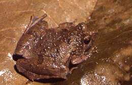 Image of Berdmore's Chorus Frog