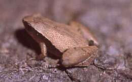 Image of Arcuate-spotted Pygmy Frog