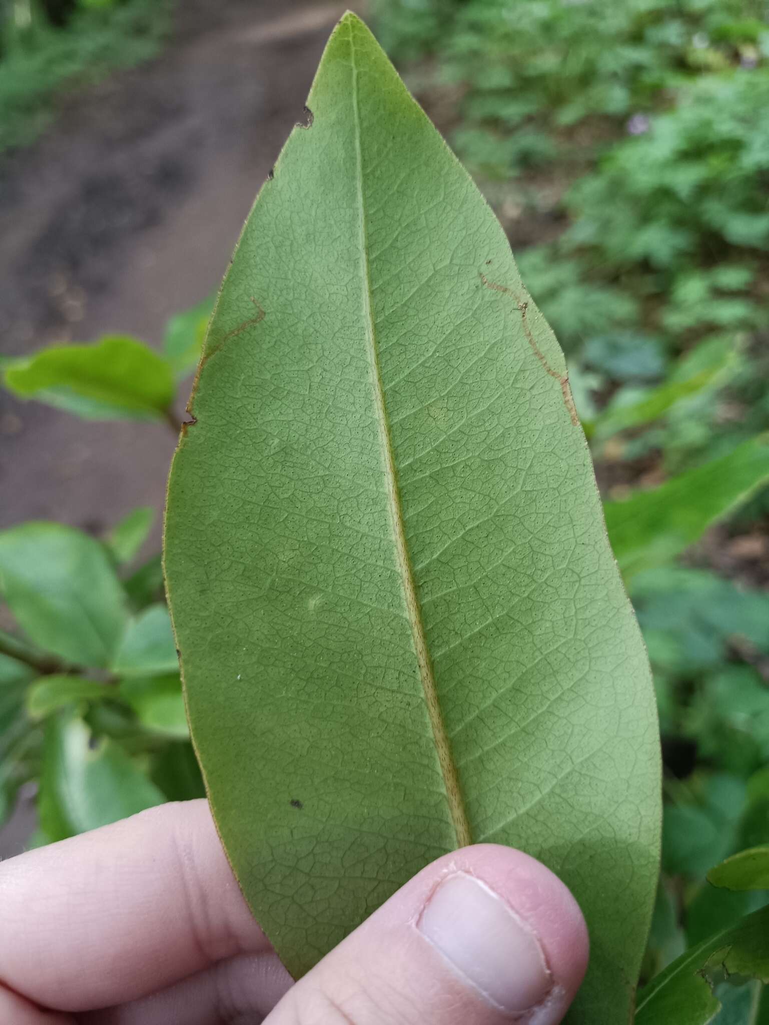 Imagem de Heberdenia excelsa (Ait.) Banks ex Roem. & Schult.