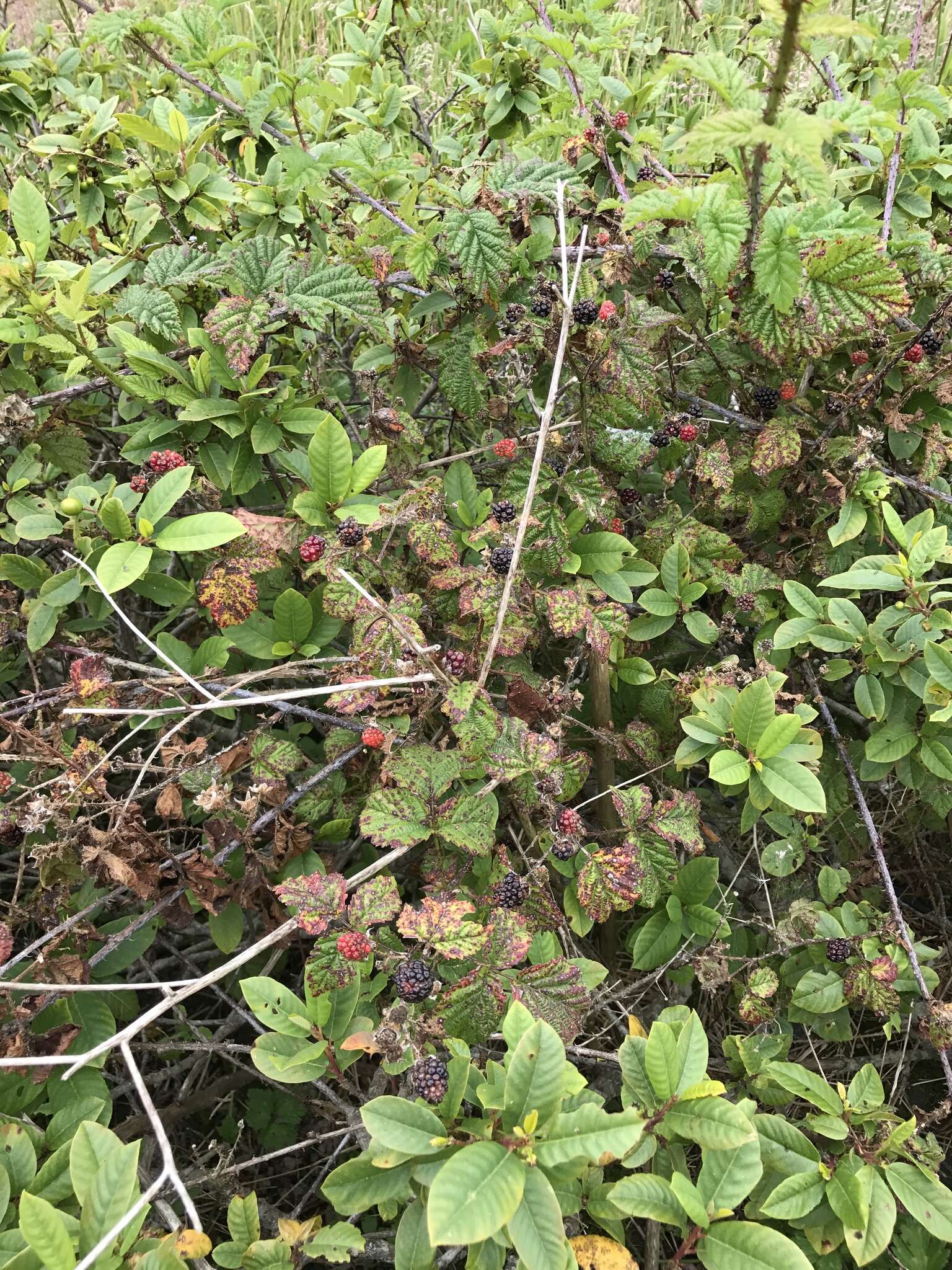 Rubus ursinus subsp. macropetalus (Dougl. ex Hook.) Taylor & Mac Bryde的圖片