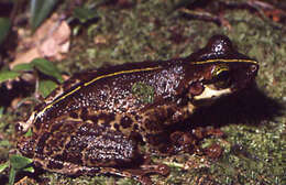 Image of Manaus slender-legged treefrog