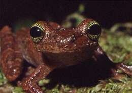 Image of Manaus slender-legged treefrog