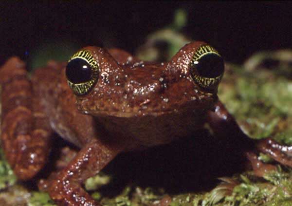 Image of Manaus slender-legged treefrog