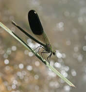 Image of Calopteryx splendens intermedia Sélys 1887