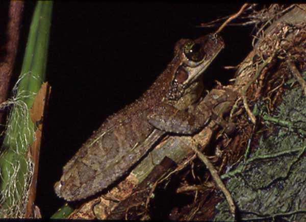 Image of Manaus slender-legged treefrog