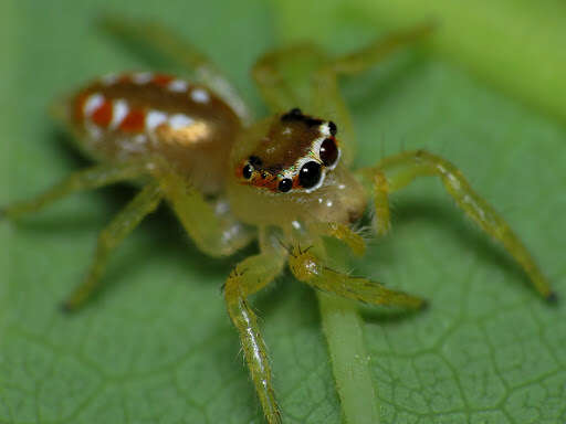 Image of Cytaea dispalans (Thorell 1892)