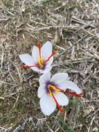 Image de Crocus cartwrightianus Herb.