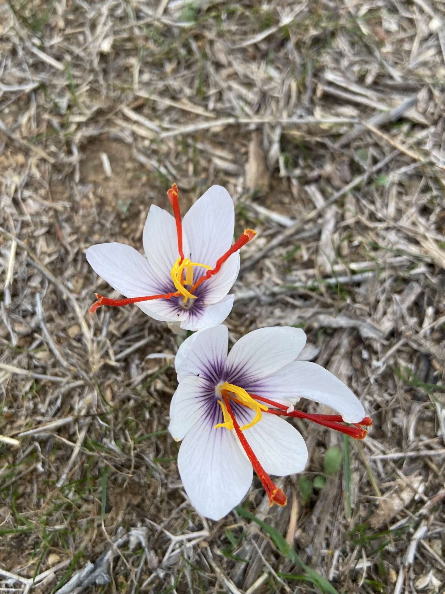 Image de Crocus cartwrightianus Herb.