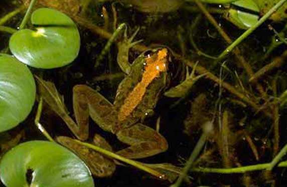 Image of Lesser swimming frog